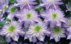Crystal Fountain Clematis - 1 Gallon Pot -Home Bloom Garden clematis crystal fountain 2