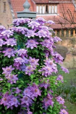 Crystal Fountain Clematis - 1 Gallon Pot -Home Bloom Garden clematis crystal fountain 3