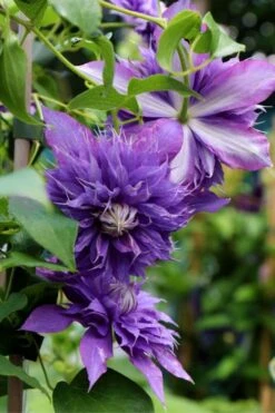 Diamantina Clematis - 1 Gallon Pot -Home Bloom Garden clematis diamantina 1