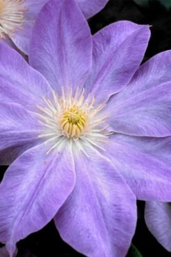 Diana's Delight Clematis - 1 Gallon Pot -Home Bloom Garden clematis dianas delight 1