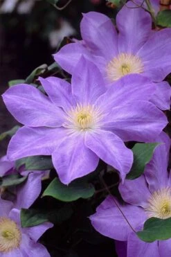 Diana's Delight Clematis - 1 Gallon Pot -Home Bloom Garden clematis dianas delight 2