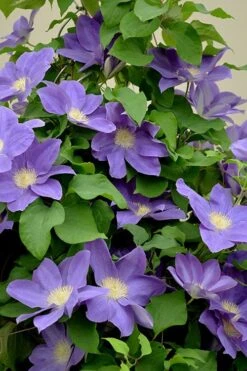Diana's Delight Clematis - 1 Gallon Pot -Home Bloom Garden clematis dianas delight 3
