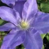 Diana's Delight Clematis - 1 Gallon Pot -Home Bloom Garden clematis dianas delight 500x750 1