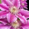 Dr. Ruppel Clematis - 1 Gallon Pot -Home Bloom Garden clematis dr ruppel 10