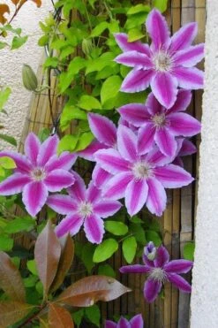 Dr. Ruppel Clematis - 1 Gallon Pot -Home Bloom Garden clematis dr ruppel 11