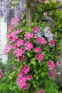 Dr. Ruppel Clematis - 1 Gallon Pot -Home Bloom Garden clematis dr ruppel 12