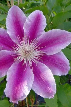Dr. Ruppel Clematis - 1 Gallon Pot -Home Bloom Garden clematis dr ruppel 2