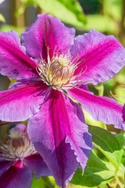 Dr. Ruppel Clematis - 1 Gallon Pot -Home Bloom Garden clematis dr ruppel 3