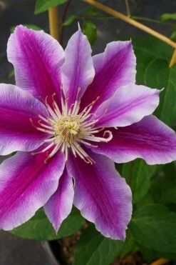 Dr. Ruppel Clematis - 1 Gallon Pot -Home Bloom Garden clematis dr ruppel 7