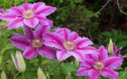 Dr. Ruppel Clematis - 1 Gallon Pot -Home Bloom Garden clematis dr ruppel 8