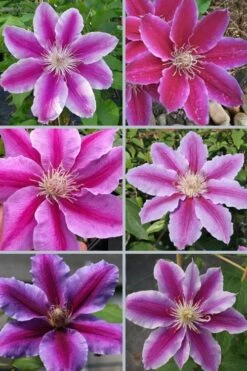 Dr. Ruppel Clematis - 1 Gallon Pot -Home Bloom Garden clematis dr ruppel 9