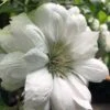 Duchess Of Edinburgh Clematis - 2 Gallon Pot -Home Bloom Garden clematis duchess of edinburgh 5 1