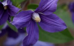 Durandii Clematis - 1 Gallon Pot -Home Bloom Garden clematis durandii 12
