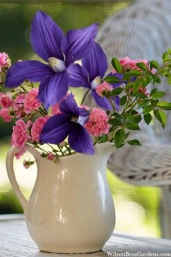 Durandii Clematis - 1 Gallon Pot -Home Bloom Garden clematis durandii 13