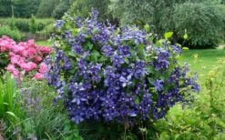 Durandii Clematis - 1 Gallon Pot -Home Bloom Garden clematis durandii 3