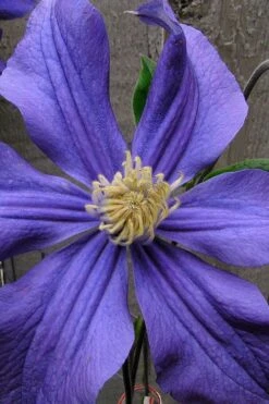 Durandii Clematis - 1 Gallon Pot -Home Bloom Garden clematis durandii 4