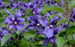 Durandii Clematis - 1 Gallon Pot -Home Bloom Garden clematis durandii 6
