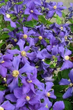 Durandii Clematis - 1 Gallon Pot -Home Bloom Garden clematis durandii 7