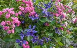 Durandii Clematis - 1 Gallon Pot -Home Bloom Garden clematis durandii 8