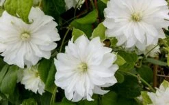 Duchess Of Edinburgh Clematis - 1 Gallon Pot -Home Bloom Garden clematis duschess of edinburgh 3