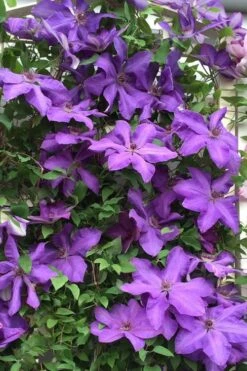 Elsa Spath Clematis - 1 Gallon Pot -Home Bloom Garden clematis elsa spath 9