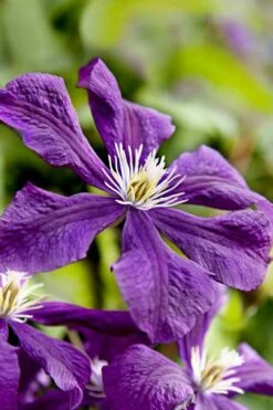 Etoile Violette Clematis - 1 Gallon Pot 17 Etoile Violette Clematis - 1 Gallon Pot -Home Bloom Garden clematis etoile violette 10