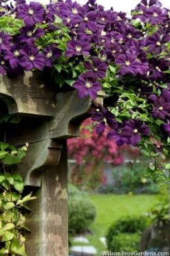 Etoile Violette Clematis - 1 Gallon Pot 15 Etoile Violette Clematis - 1 Gallon Pot -Home Bloom Garden clematis etoile violette 11