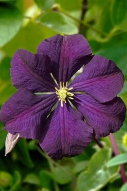 Etoile Violette Clematis - 1 Gallon Pot 13 Etoile Violette Clematis - 1 Gallon Pot -Home Bloom Garden clematis etoile violette 13