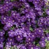 Etoile Violette Clematis - 1 Gallon Pot -Home Bloom Garden clematis etoile violette 8