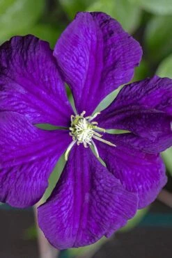 Etoile Violette Clematis - 1 Gallon Pot 16 Etoile Violette Clematis - 1 Gallon Pot -Home Bloom Garden clematis etolie violette 1