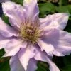 Filigree Clematis - 1 Gallon Pot -Home Bloom Garden clematis filigree 3