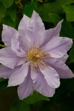 Filigree Clematis - 1 Gallon Pot -Home Bloom Garden clematis filigree 4