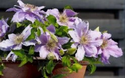 Filigree Clematis - 1 Gallon Pot -Home Bloom Garden clematis filigree 7