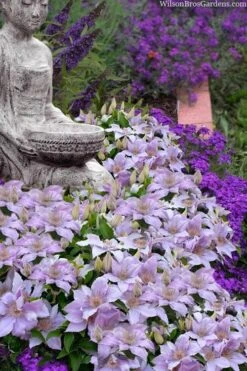 Filigree Clematis - 1 Gallon Pot -Home Bloom Garden clematis filigree 9