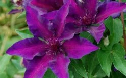 Fleuri Clematis - 1 Gallon Pot -Home Bloom Garden clematis fleuri 10
