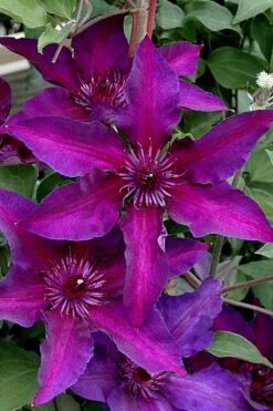 Fleuri Clematis - 1 Gallon Pot -Home Bloom Garden clematis fleuri 11