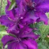 Fleuri Clematis - 1 Gallon Pot -Home Bloom Garden clematis fleuri 14