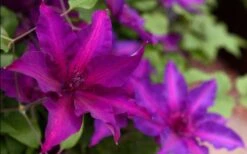 Fleuri Clematis - 1 Gallon Pot -Home Bloom Garden clematis fleuri 19