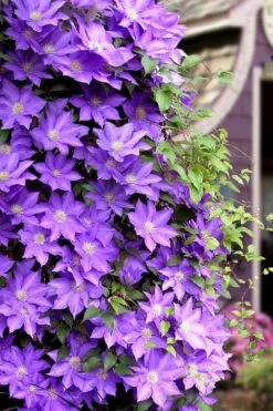 General Sikorski Clematis - 1 Gallon Pot -Home Bloom Garden clematis general sikorski 11