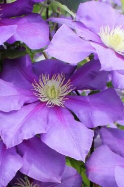 General Sikorski Clematis - 1 Gallon Pot -Home Bloom Garden clematis general sikorski 6