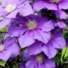 General Sikorski Clematis - 1 Gallon Pot -Home Bloom Garden clematis general sikorski 7