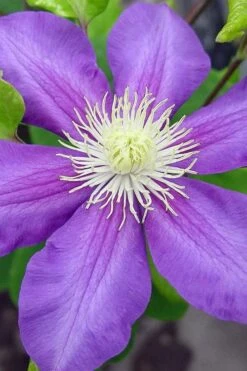 General Sikorski Clematis - 1 Gallon Pot -Home Bloom Garden clematis general sikorski 8