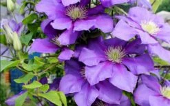 General Sikorski Clematis - 1 Gallon Pot -Home Bloom Garden clematis general sikorski 9