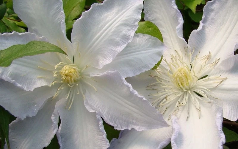 Gillian Blades Clematis - 1 Gallon Pot 8 Gillian Blades Clematis - 1 Gallon Pot - Image 6