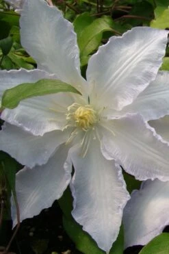 Gillian Blades Clematis - 1 Gallon Pot 11 Gillian Blades Clematis - 1 Gallon Pot -Home Bloom Garden clematis gillian blades 5