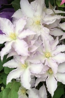 Gillian Blades Clematis - 1 Gallon Pot 12 Gillian Blades Clematis - 1 Gallon Pot -Home Bloom Garden clematis gillian blades 500x750 1