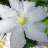 Gillian Blades Clematis - 1 Gallon Pot 1 Gillian Blades Clematis - 1 Gallon Pot -Home Bloom Garden clematis gillian blades 7