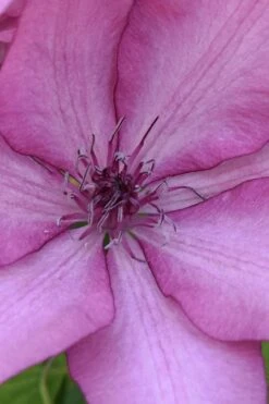 Giselle Clematis - 1 Gallon Pot -Home Bloom Garden clematis giselle 10