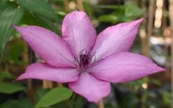 Giselle Clematis - 1 Gallon Pot -Home Bloom Garden clematis giselle 11