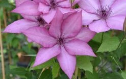 Giselle Clematis - 1 Gallon Pot -Home Bloom Garden clematis giselle 12